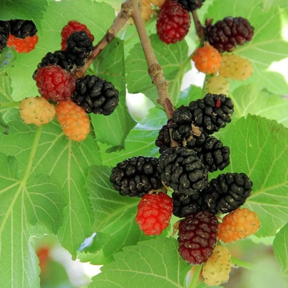 Urmu (Ekşi) Dut Fidanı (3 Yaşında 80-100 cm)