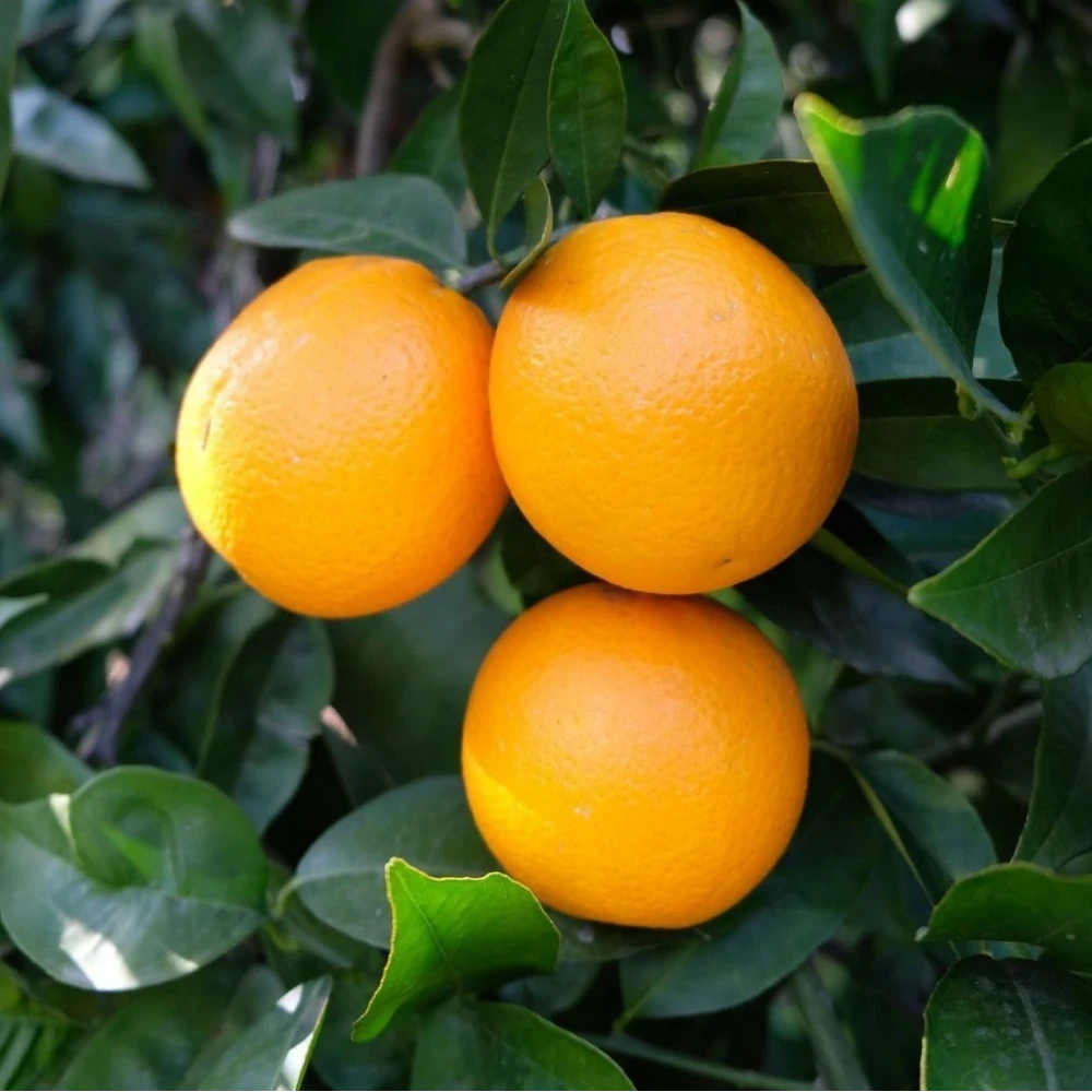 Valencia Portakal Fidanı