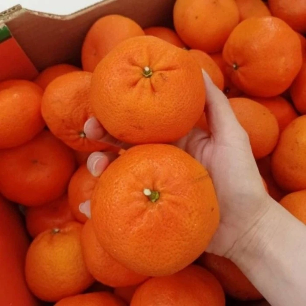 Tam Bodur W Murcott Mandalina Fidanı