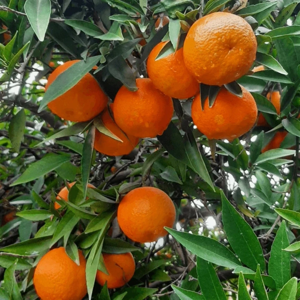 Tam Bodur W Murcott Mandalina Fidanı