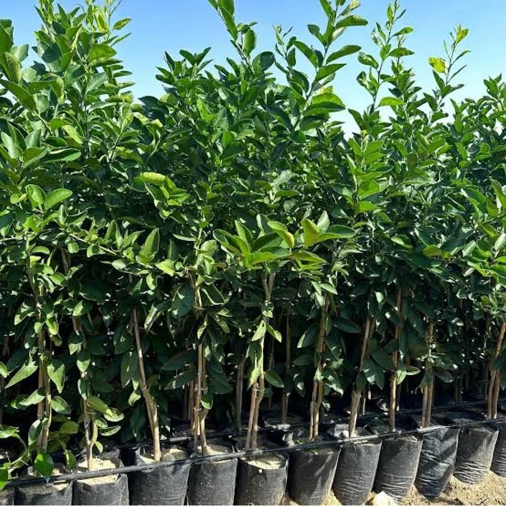 Washington Portakal Fidanı