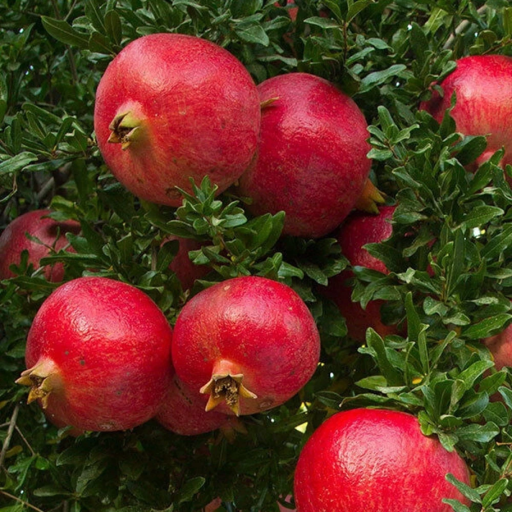 Wonderful Nar Fidanı (4 Yaşında 130-150 cm)