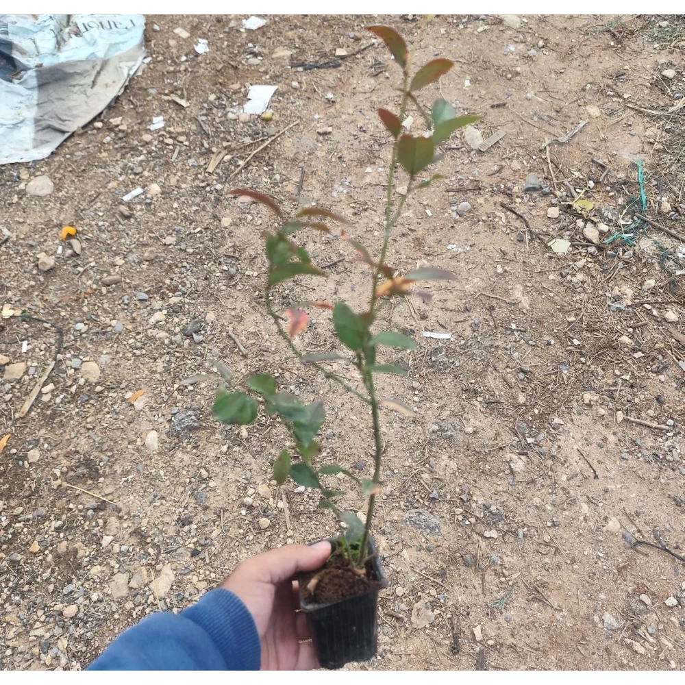 Yaban Mersini Fidanı (1 Yaşında 30-50 cm)