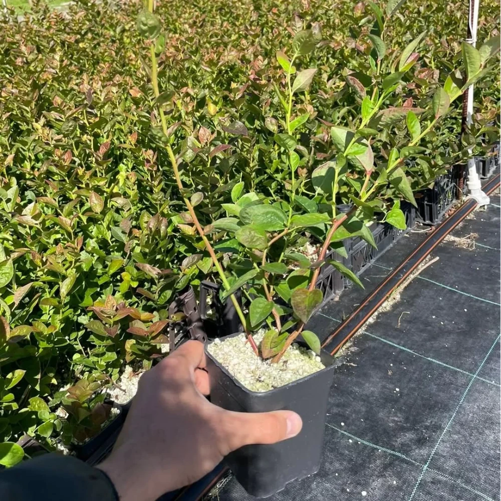 Yaban Mersini Fidanı (3 Yaşında 60-80 cm)