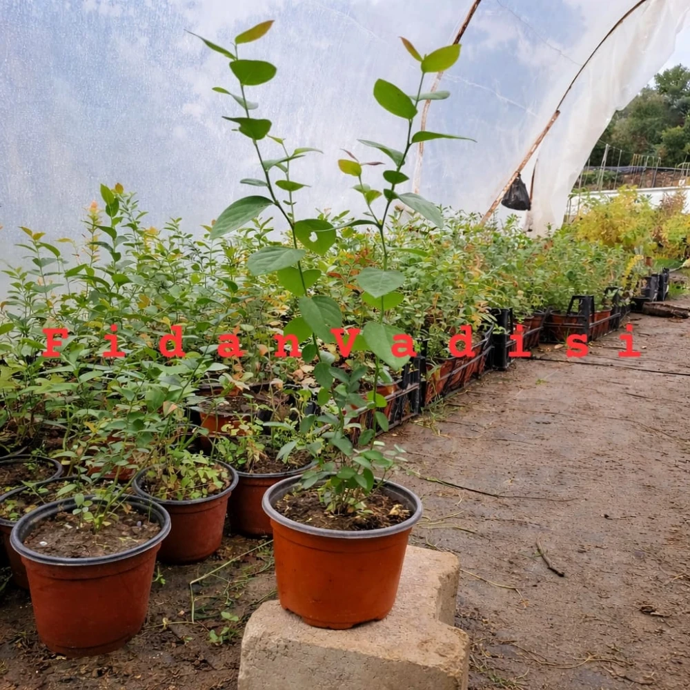 Yaban Mersini Fidanı (3 Yaşında 50-80 cm)