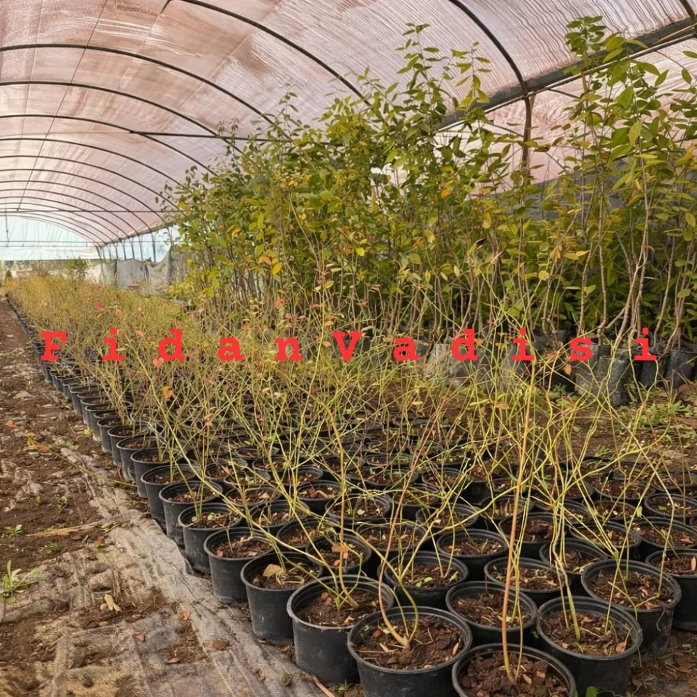 Yaban Mersini Fidanı (3 Yaşında 50-80 cm)