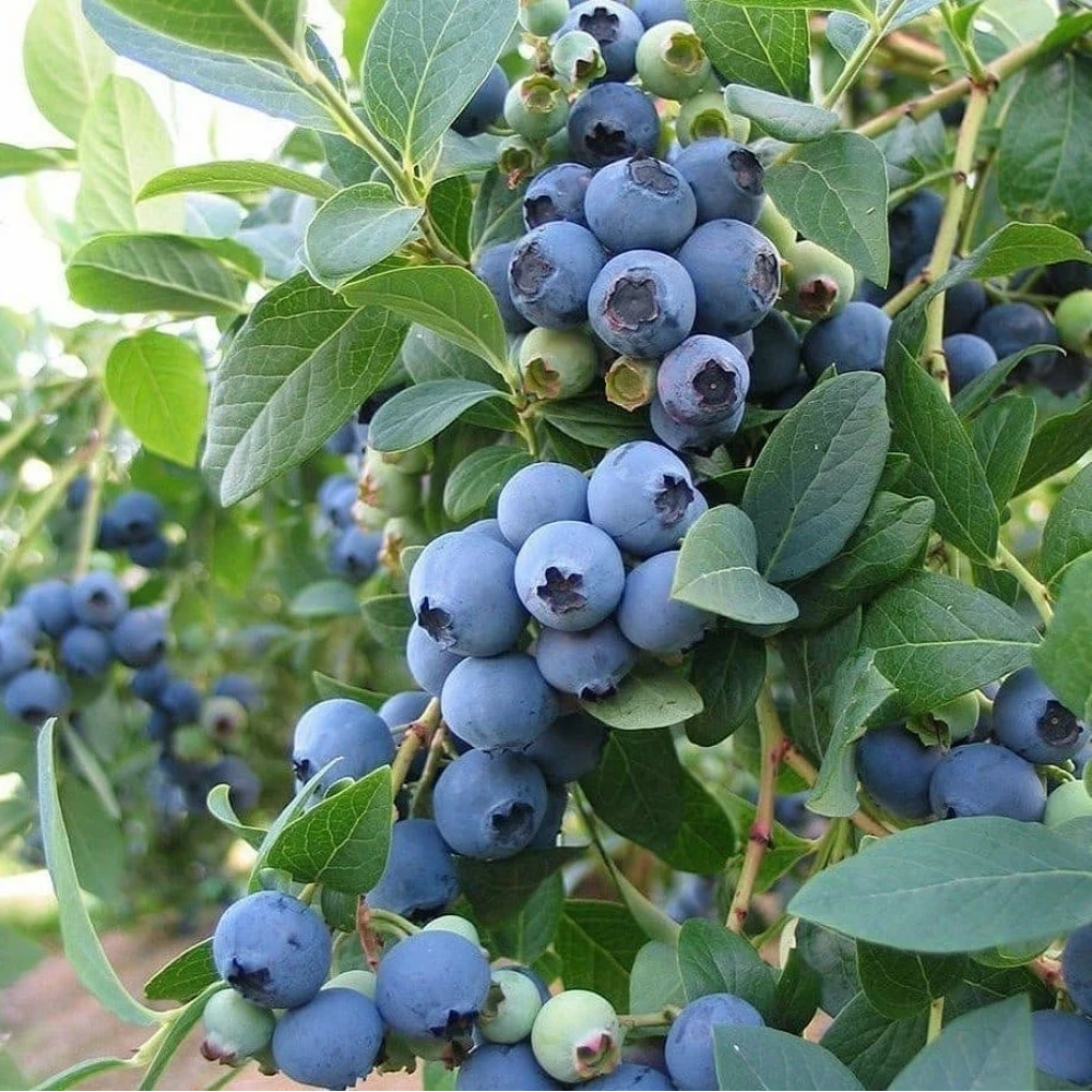 Yaban Mersini Fidanı (3 Yaşında 60-80 cm)