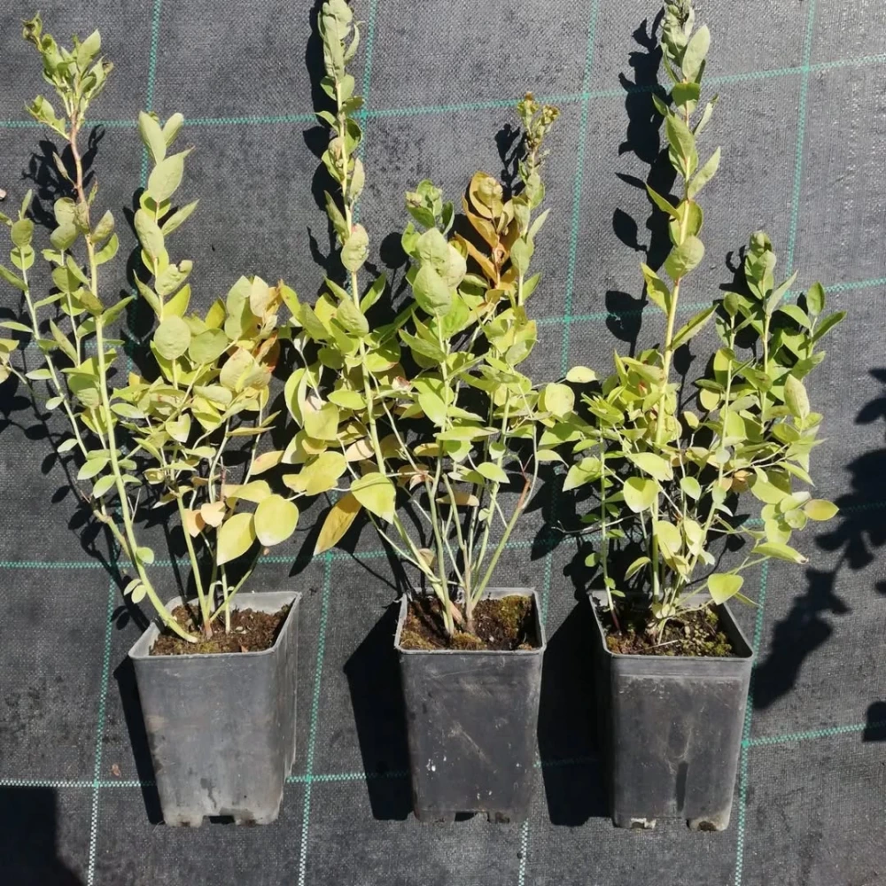 Yaban Mersini Fidanı (3 Yaşında 60-80 cm)