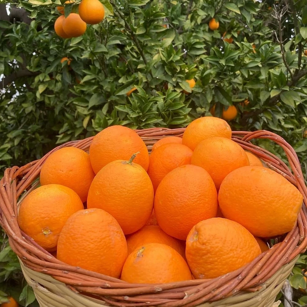 Yafa Portakal Fidanı (3 Yaşında 100-120 cm)