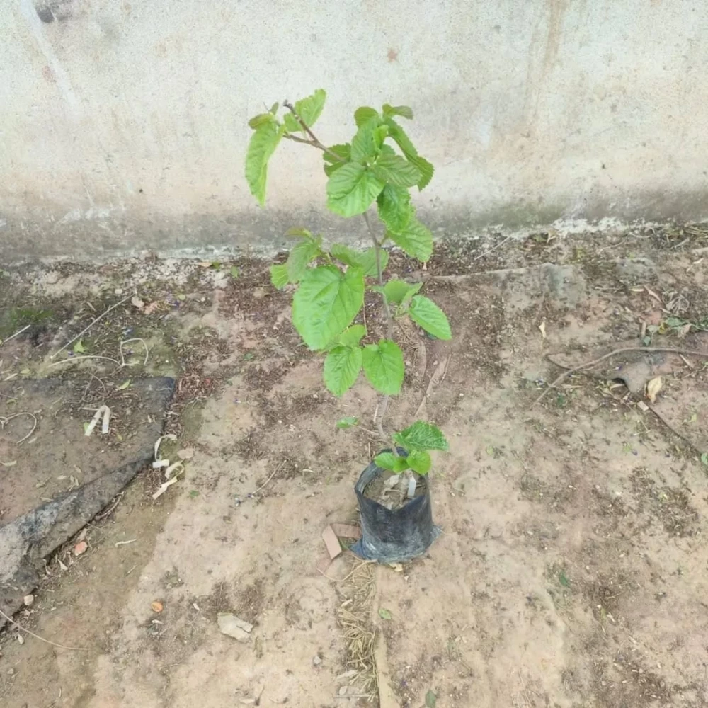 Yediveren Beyaz Dut Fidanı (3 Yaşında 100-120 cm)