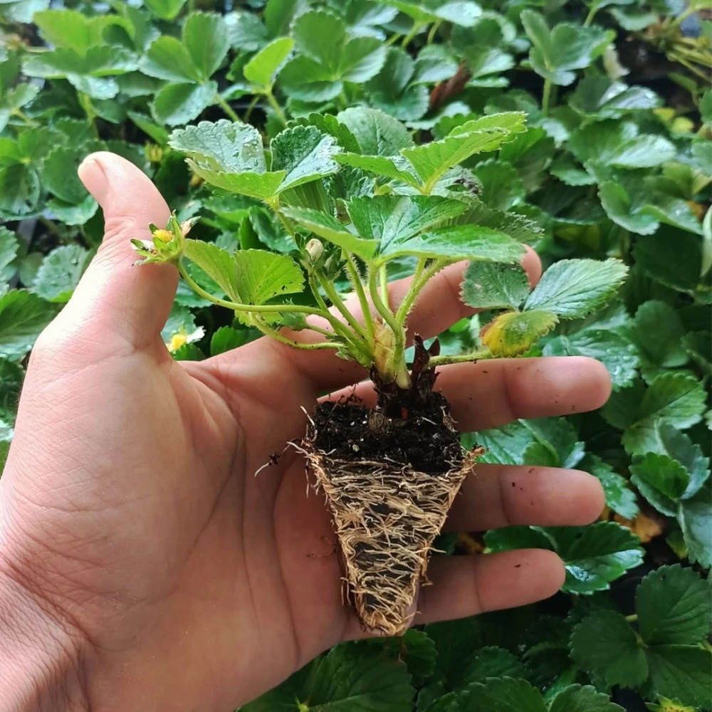 Yediveren Çilek Fidesi