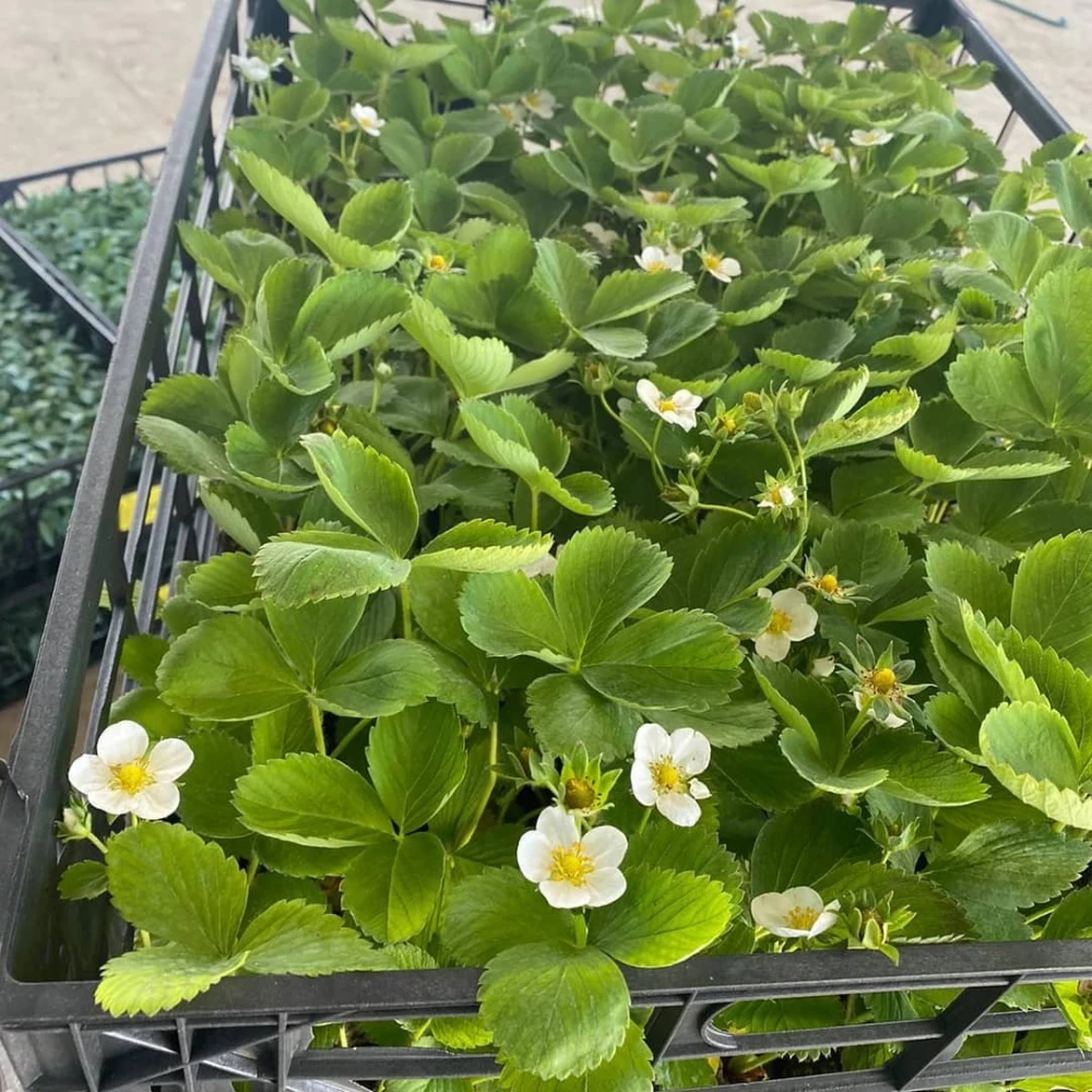 Yediveren Çilek Fidesi