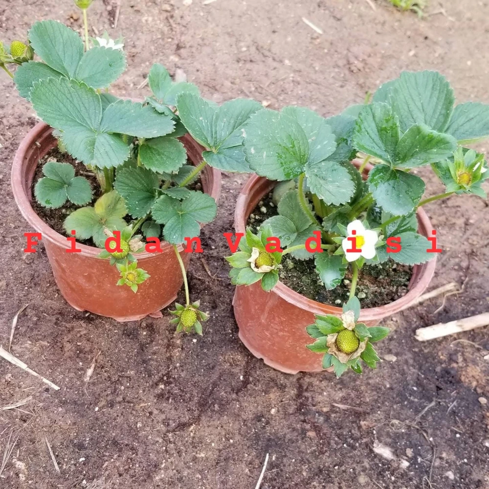 Yediveren Çilek Fidesi (Saksıda)