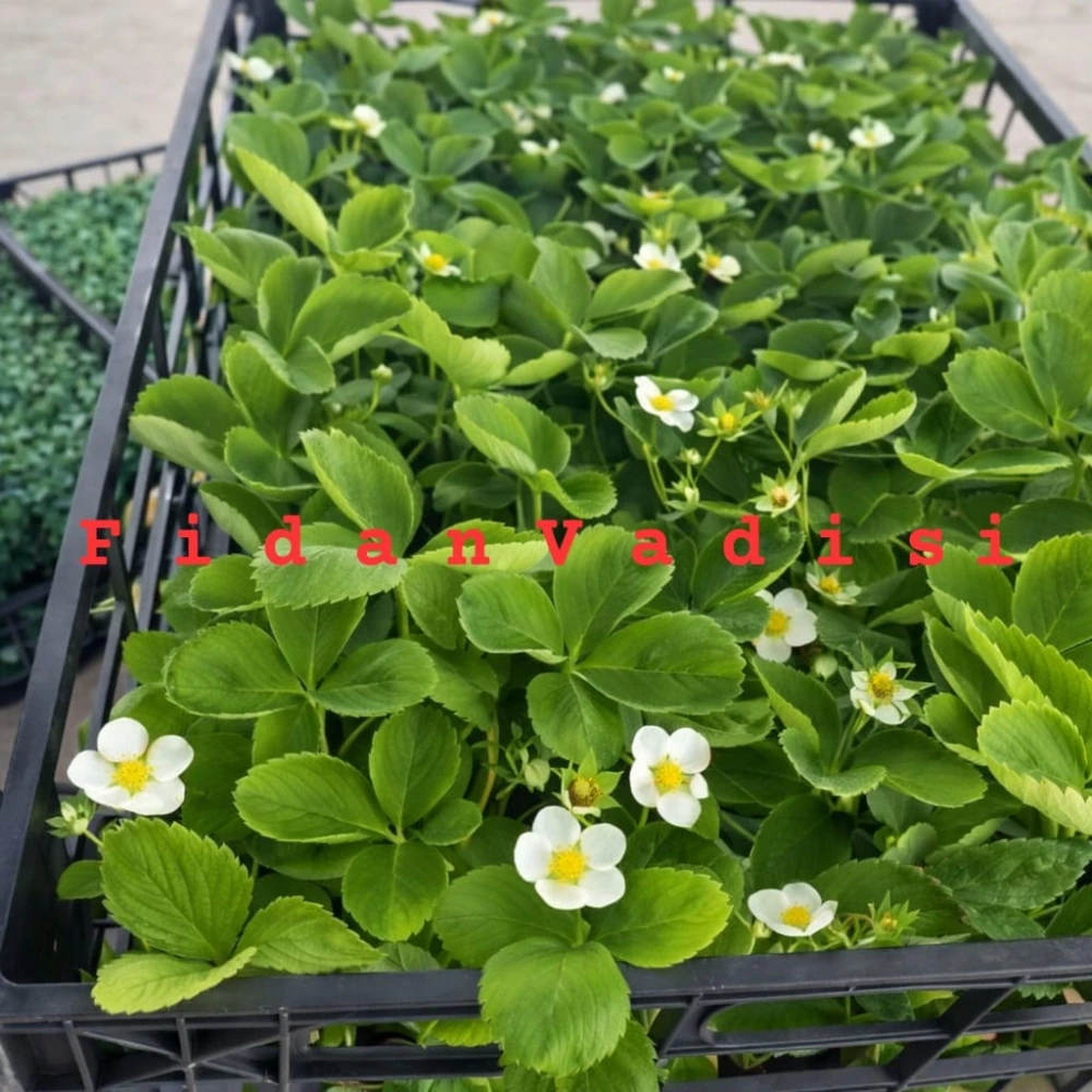 Yediveren Çilek Fidesi (Viyolde)