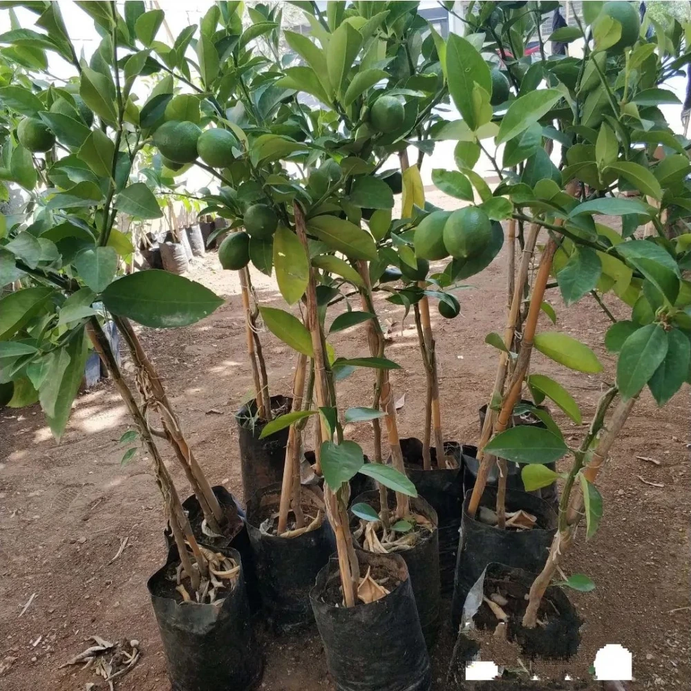 Yediveren Limon Fidanı