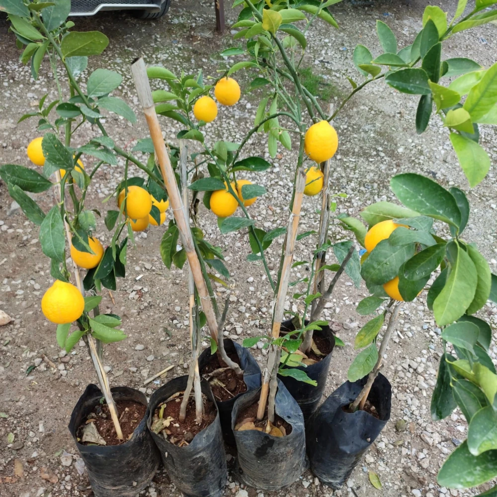 Yediveren Limon Fidanı