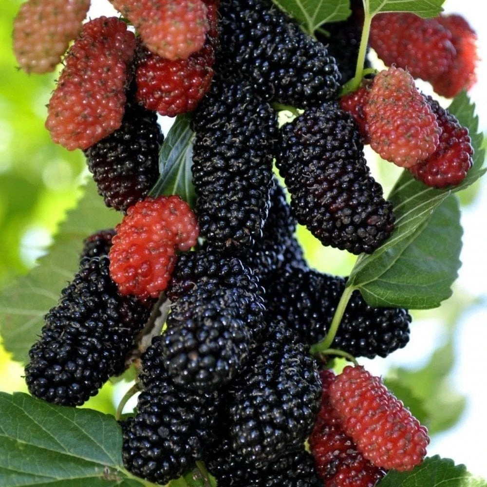 Yediveren Siyah Avustralya Dut Fidanı