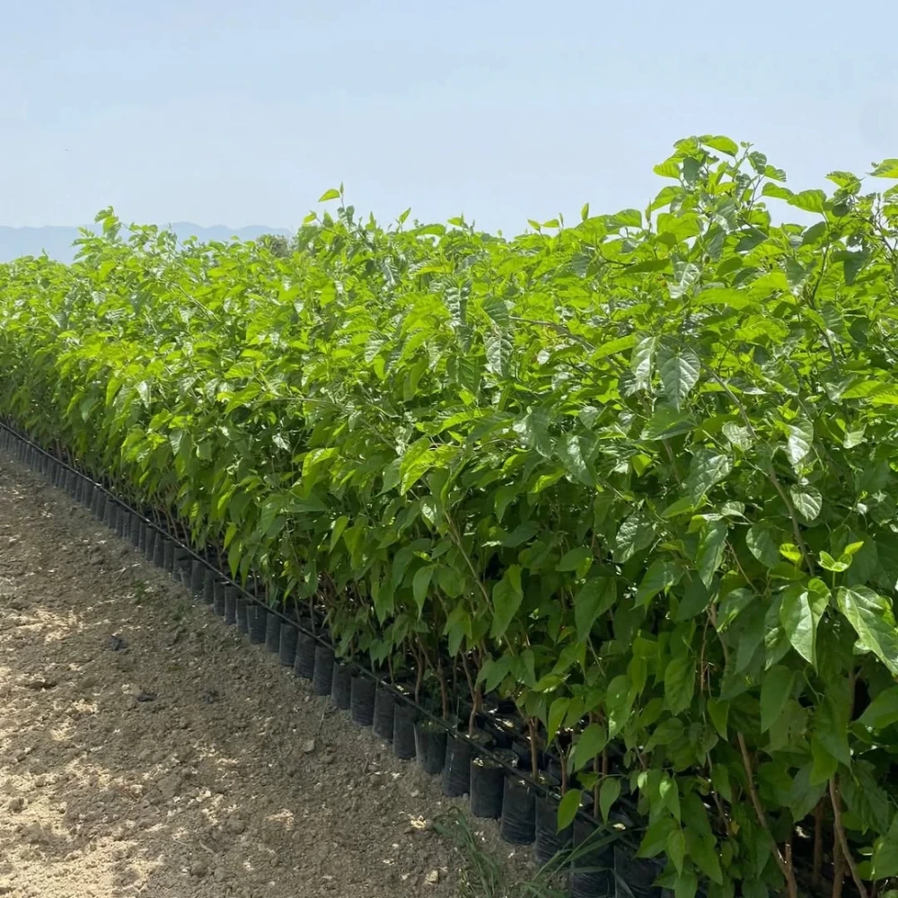 Yediveren Siyah Avustralya Dut Fidanı