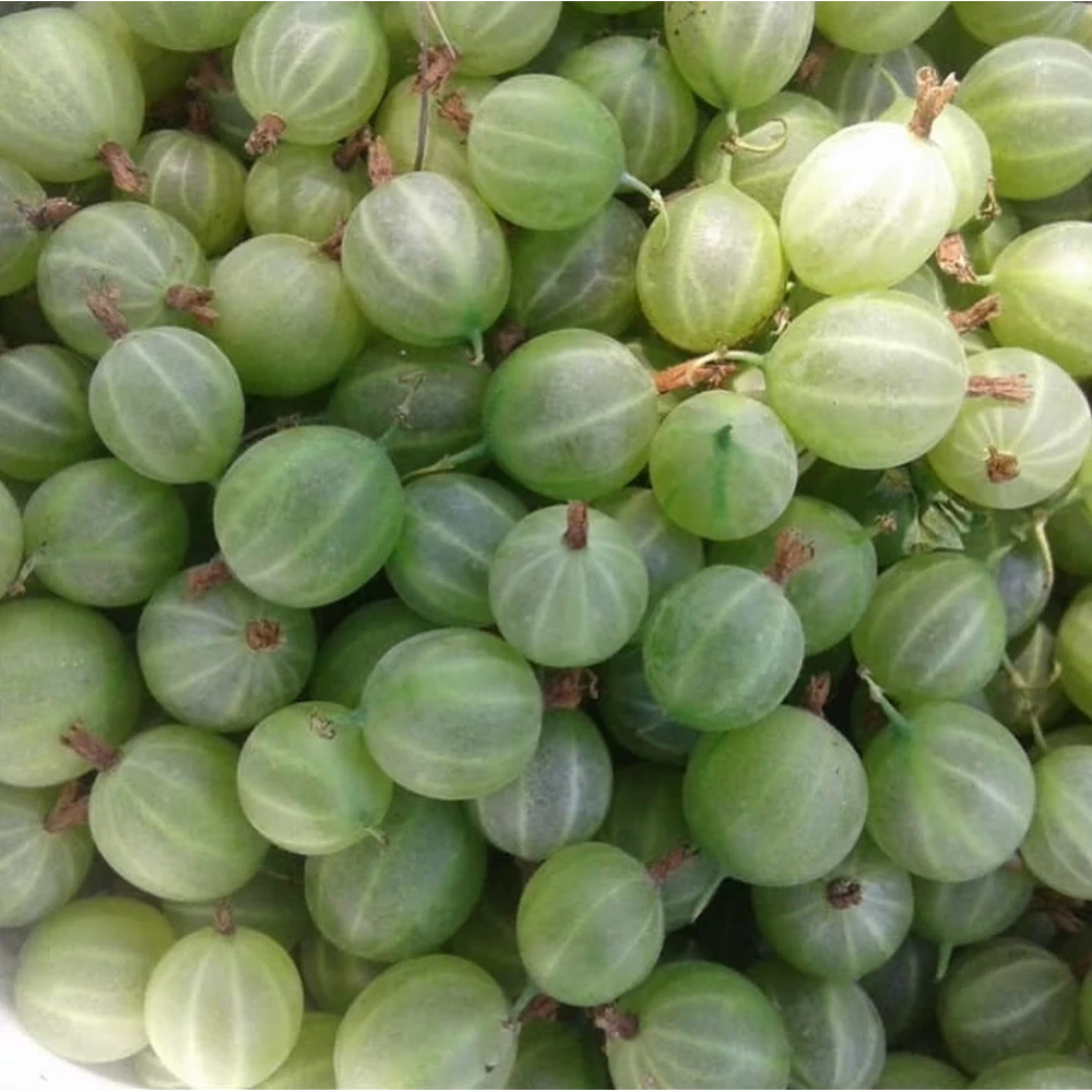 Yeşil Bektaşi Üzüm Fidanı (1 Yaşında 30-50 cm)