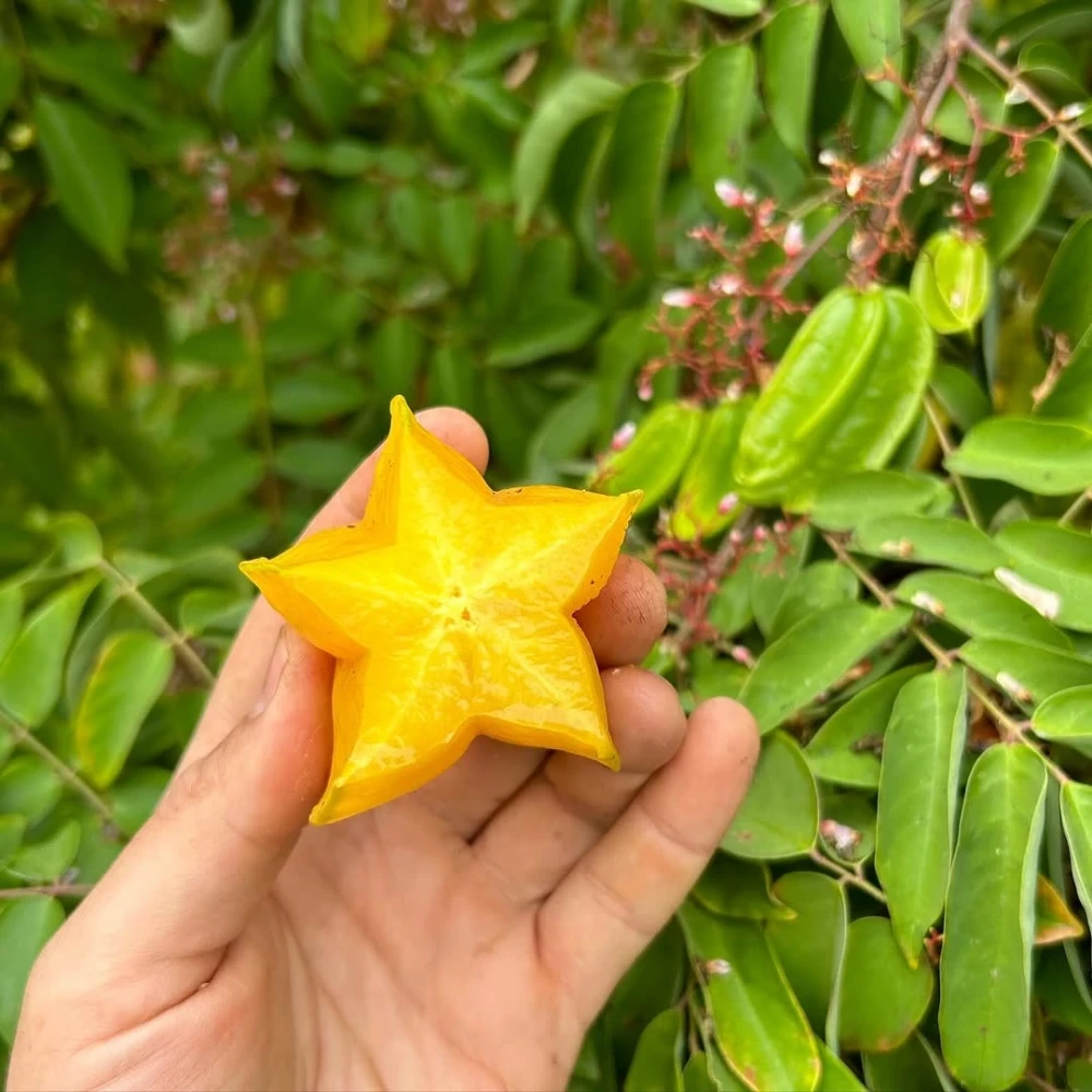 Yıldız Meyvesi (Carambola) Fidanı