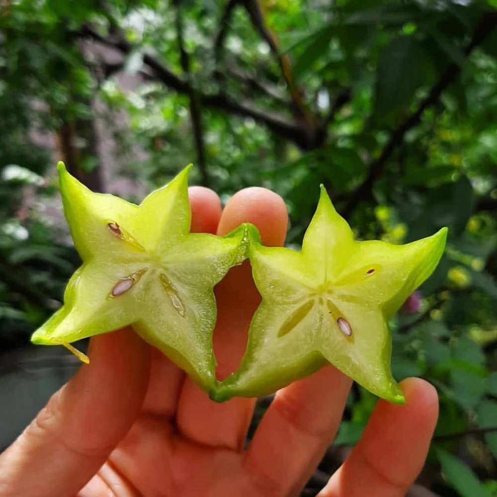 Yıldız Meyvesi (Carambola) Fidanı