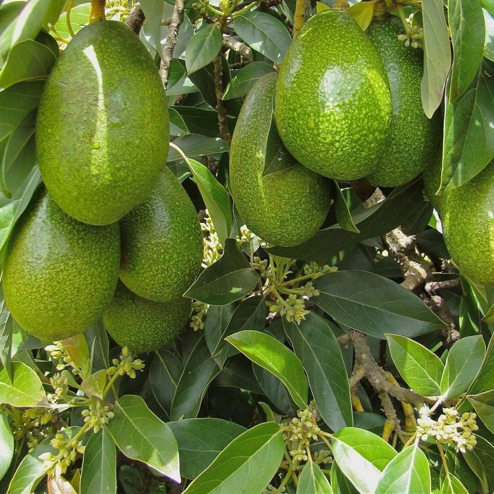 Zutano Avokado Fidanı (3 Yaşında 100-120 cm)