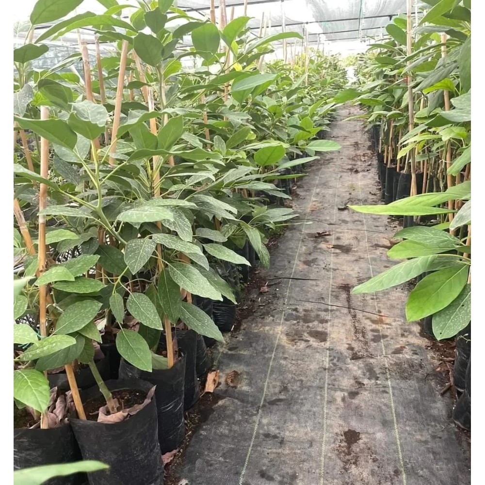 Zutano Avokado Fidanı (3 Yaşında 100-120 cm)