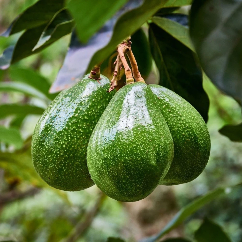 Zutano Avokado Fidanı (3 Yaşında 100-120 cm)