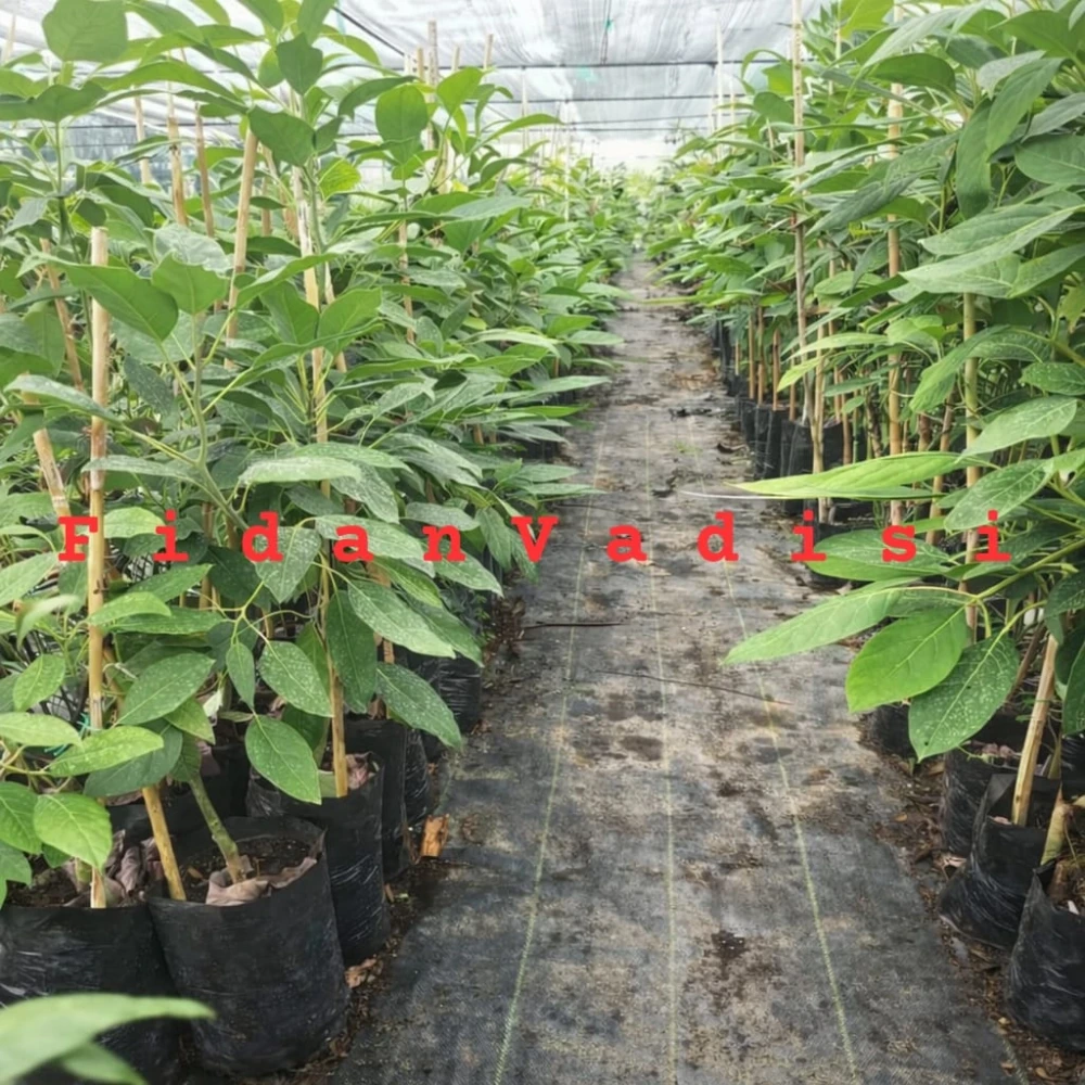 Zutano Avokado Fidanı (3 Yaşında 90-120 cm)