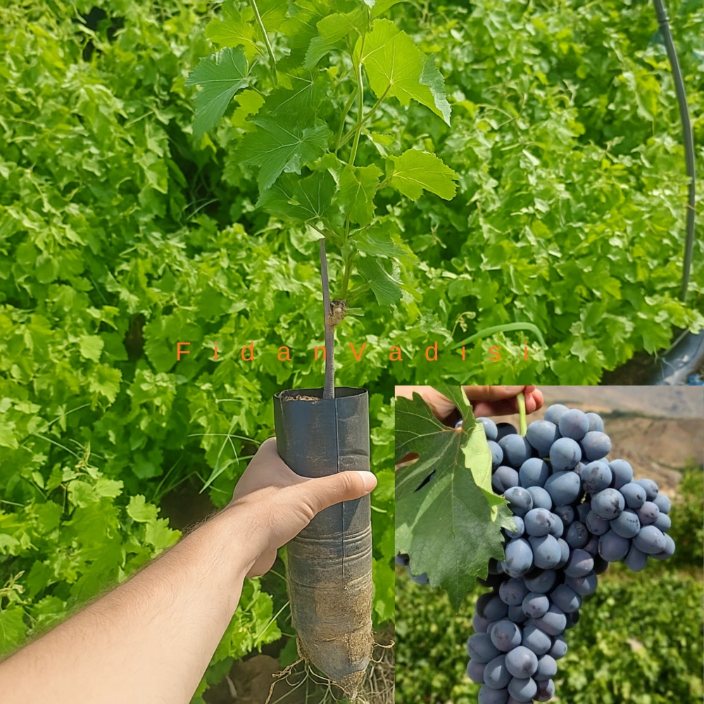 Antep Karası Üzüm (Asma) Fidanı (1 Yaşında 30-50 cm)