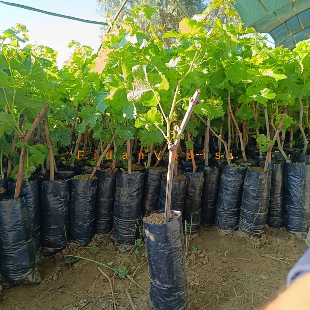 Sultaniye Üzüm (Asma) Fidanı (2 Yaşında 30-50 cm)