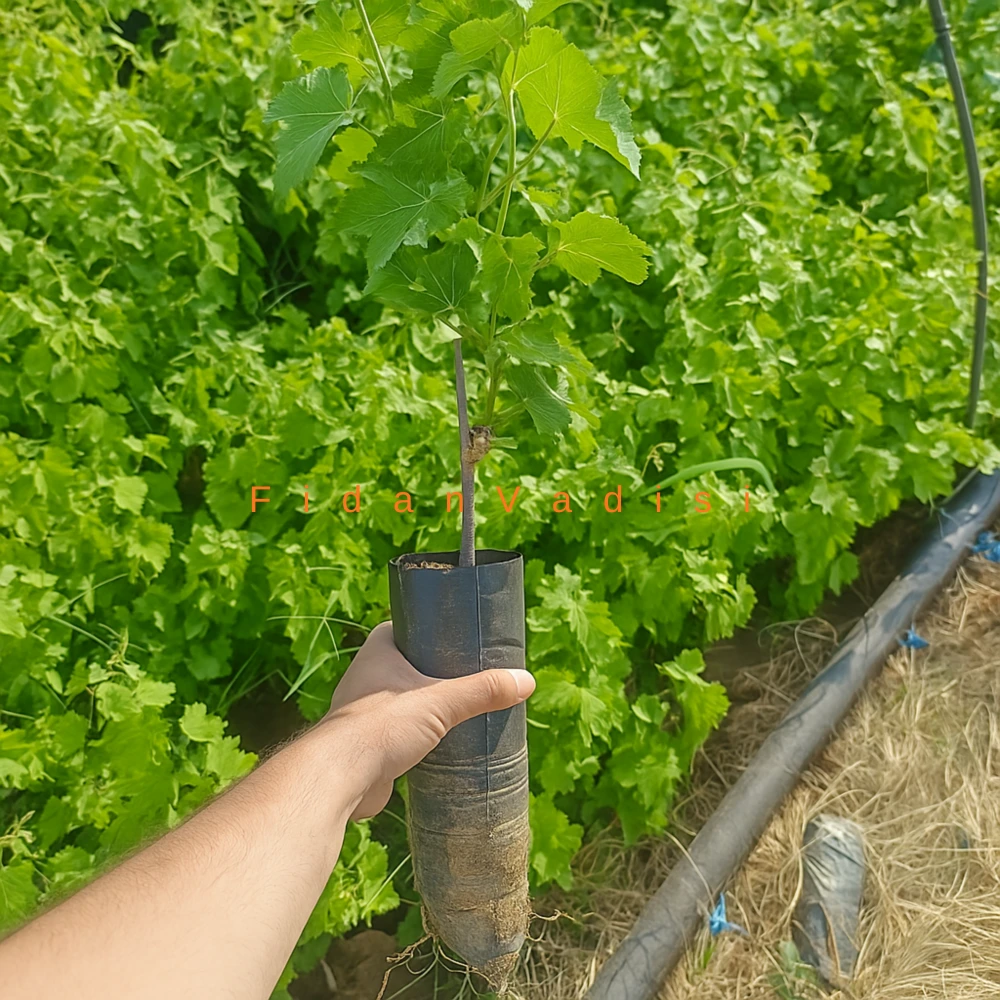 Sultaniye Üzüm (Asma) Fidanı (2 Yaşında 30-50 cm)