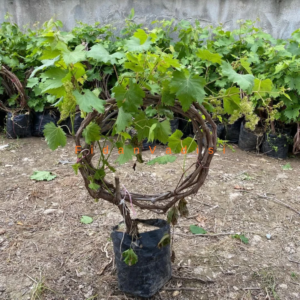 Antep Karası Üzüm (Asma) Fidanı (4 Yaşında 1-2 m)