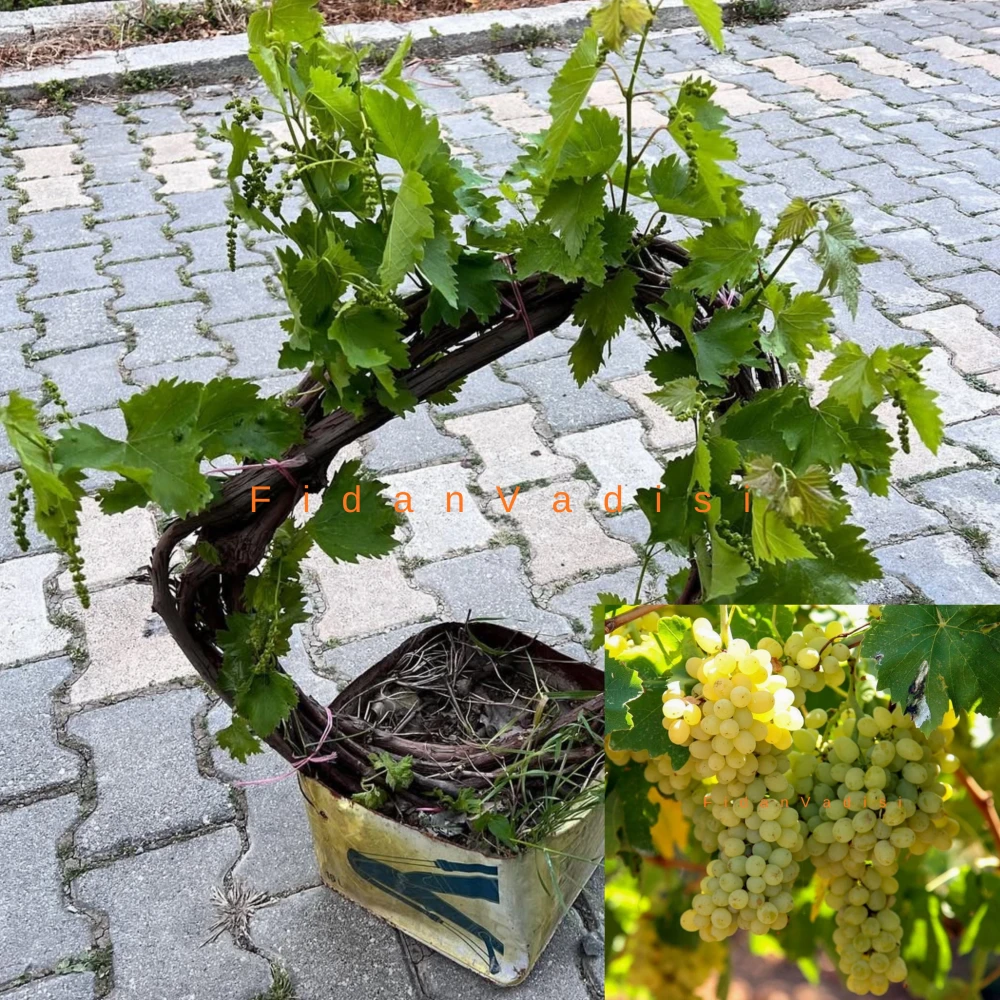 Sultaniye Üzüm (Asma) Fidanı (6 Yaşında 3-4 m)