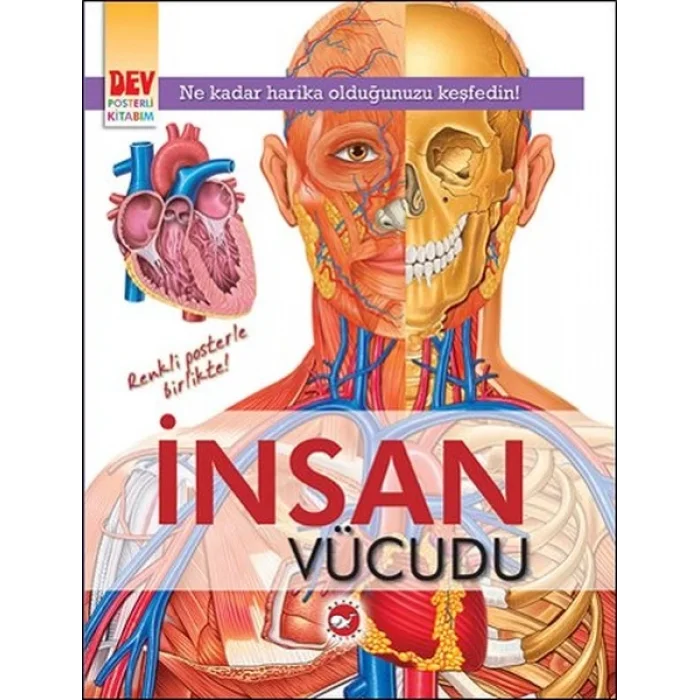 İnsan Vücudu