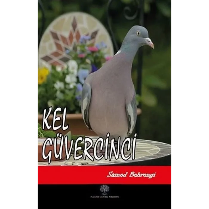 Kel Güvercinci