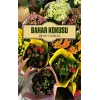 Bahar Kokusu