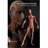 İnsan Anatomisi ve Fizyolojisi