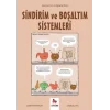 Sindirim ve Boşaltım Sistemleri – Gençler İçin Çizgilerle Bilim