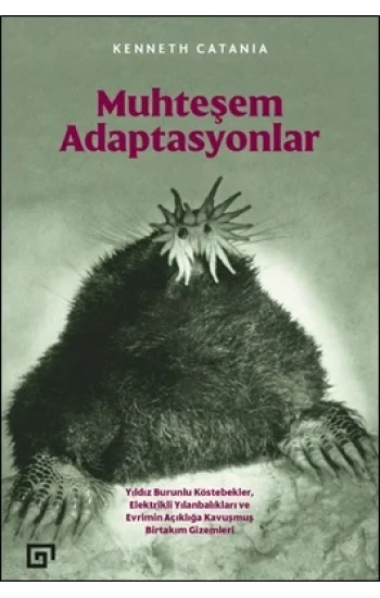 Muhteşem Adaptasyonlar