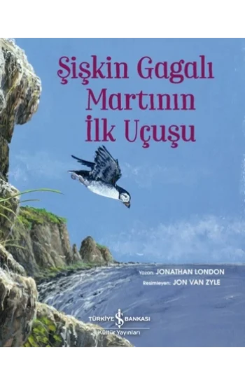Şişkin Gagalı Martının İlk Uçuşu