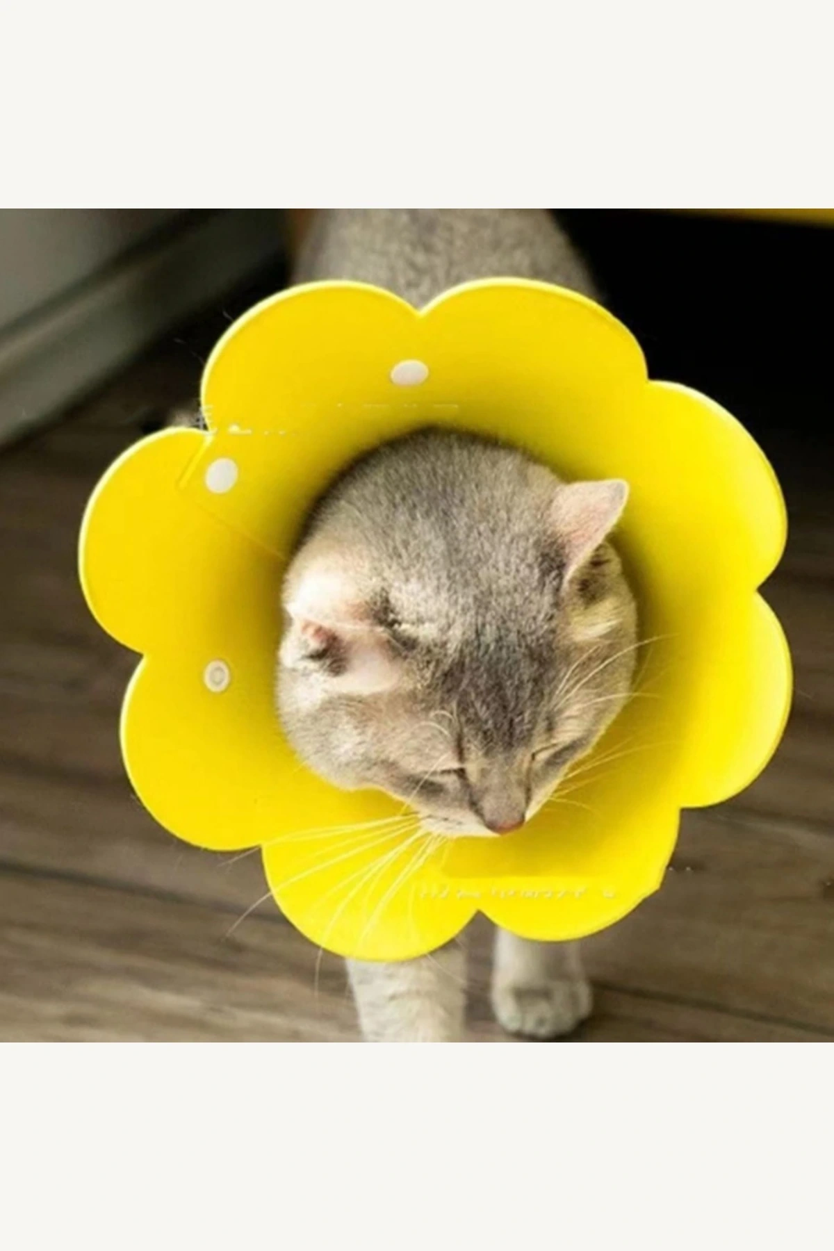 M Beden Keçe Elizabeth Yakalığı Kedi Köpek Koruyucu Boyunluk