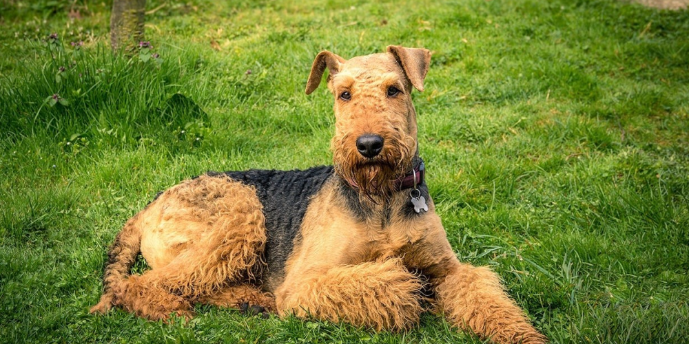 Airedale Teriyeri 