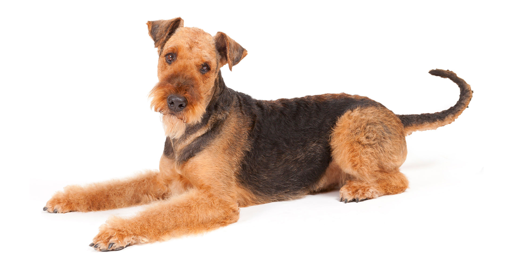 Airedale Teriyeri 