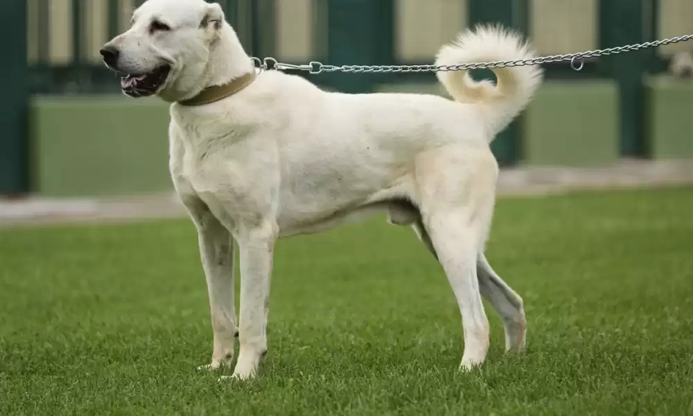 Akbaş Köpek Irkı Özellikler ve Bakımı