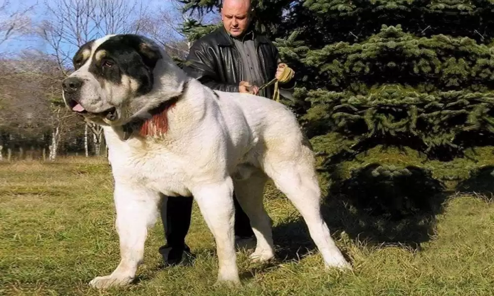 Alabai Köpek Irkı