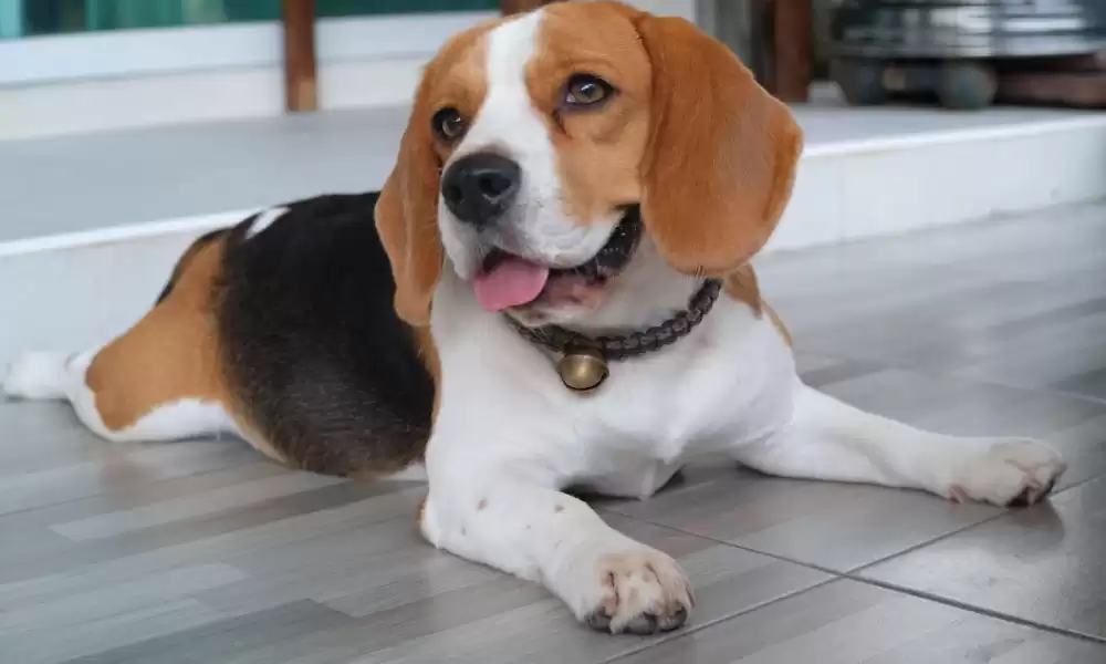 Beagle Köpek Irkı