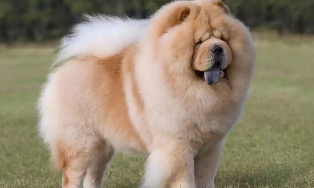 Çin Aslanı (Chow Chow) Köpek Irkı 