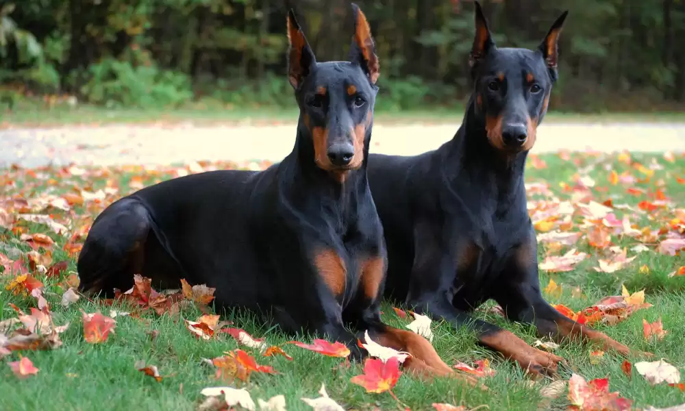 Doberman Köpek Irkı Bakım ve Özelliği