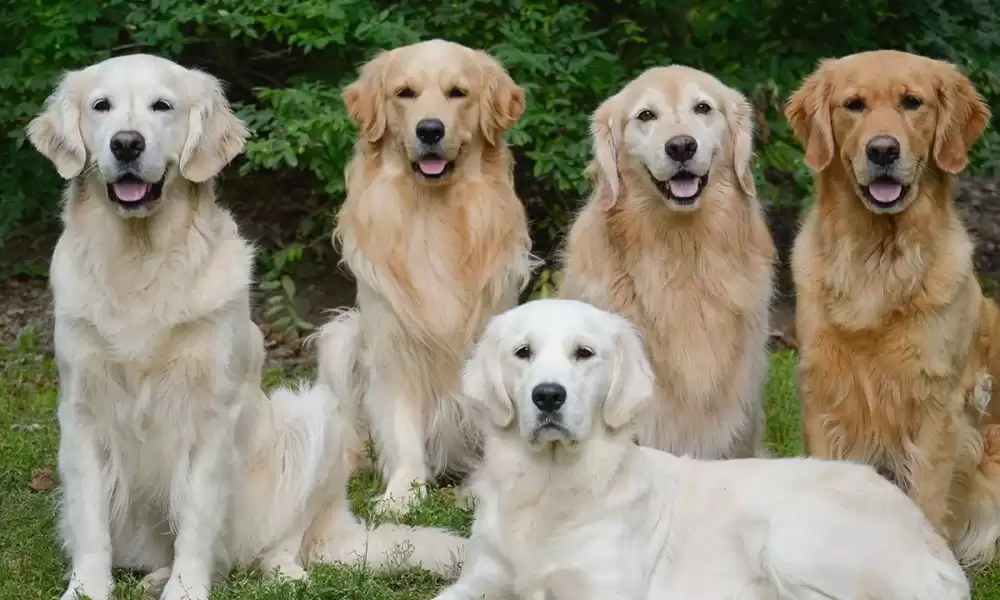 Golden Köpek Irkı